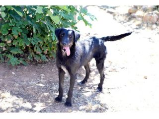 Jerry dolcissimo spinone in adozione