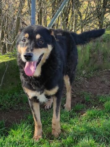 CAMBIA IL DESTINO DI CHI NON PUO' PARLARE, CANE IN ADOZIONE - Foto 8