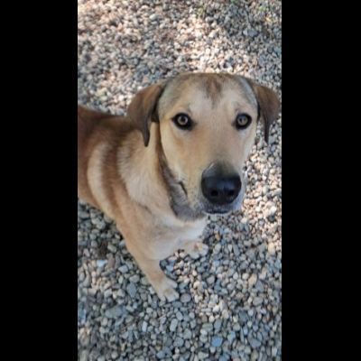 POLDO SOCIEVOLE AFFETTUOSO CAGNOLINO IN ADOZIONE - Foto 4
