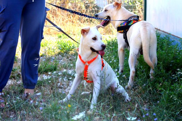 Sono Akira , mi porti nella tua vita per sempre? - Foto 2