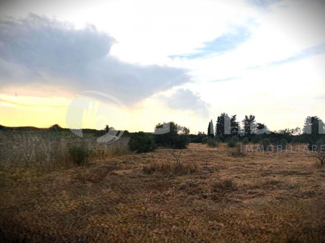 Uliveto in vendita a Gallipoli - Foto 9