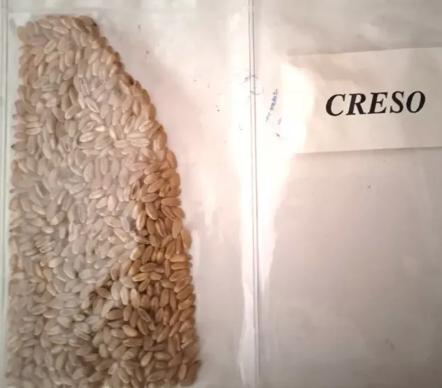 Campioni di Grano antico da semina - Foto 4