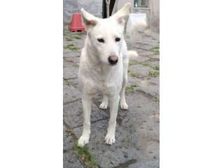 Cagnolino cerca adozione