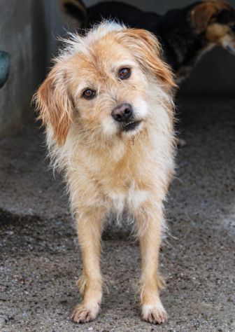 ZUCCHERO 6 ANNI 15 KG - Foto 5