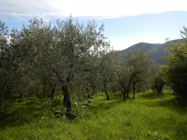 Terreno agricolo in vendita a Ruota - Capannori 1500 mq Rif: 1258452 - Foto 4