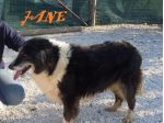 JANE, adozione del cuore per border collie