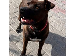 NIGEL  BELLISSIMO  PIT