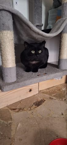 Momo splendida adozione del cuore - Foto 6