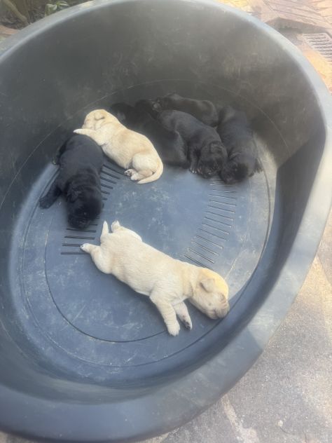 Cuccioli di Labrador miele e neri a Spoleto (PG) - Foto 4
