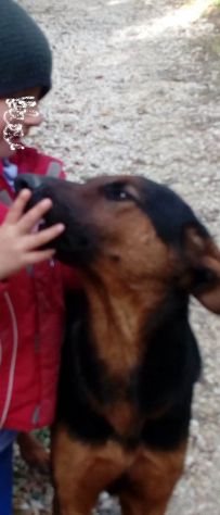 HUBERT, splendido mix Pastore Tedesco e Dobermann - Foto 2