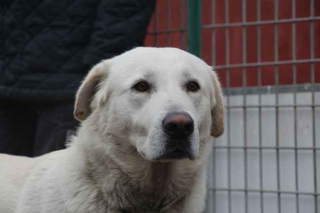 MALANDRINO, giovane e bello cerca famiglia URGENTE! - Foto 4