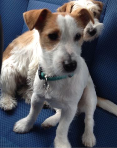 Jack Russell Broken per accoppiamento - Foto 2