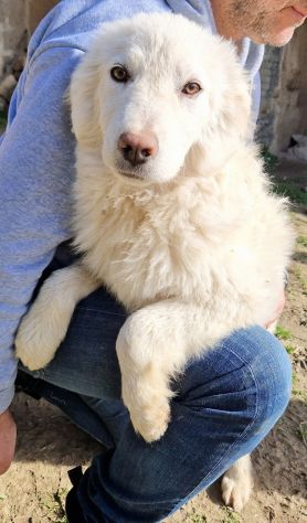 GLI OCCHI DI WHITE PARLANO...IN CANILE! - Foto 6