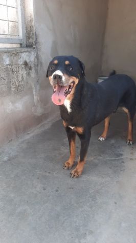 MARLEY - simil rottweiler di 13 anni - Foto 2