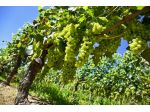 Azienda a MOSCATO - Vicinanze Alba