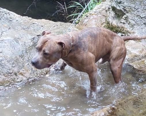 PITBULL, NEYMAR, 4 ANNI, RISCHIA LE PORTE DEL CANILE!! - Foto 2
