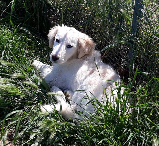 LOTHAR, tenero cucciolone mix setter - Foto 3