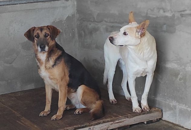 BEA INVISIBILE TRA I TANTI, TENERISSIMA E PACATA CAGNOLINA IN ADOZIONE TG MEDIA - Foto 5