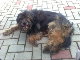 CHICCO, cane da pet therapy