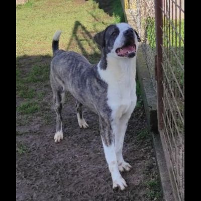 MAX CERCA ATTENZIONE, CHIEDE AMORE, CANE IN ADOZIONE TG MEDIA - Foto 8