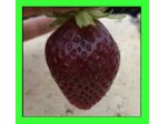 Fragola al gusto ciliegia