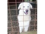 WHISKY CARATTERE ECCEZIONALE SALVATO DAL SUO AGUZZINO CERCA CASA CANE IN ADOZION