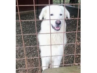 WHISKY CARATTERE ECCEZIONALE SALVATO DAL SUO AGUZZINO CERCA CASA CANE IN ADOZION