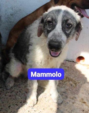 DOTTO-GONGOLO-MAMMOLO giovani tg grande - SUD - Foto 2