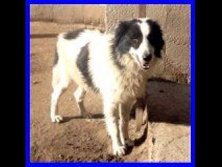MISTERO, CAGNOLONE STUPENDO SOLO IN CANILE CERCA UNA FAMIGLIA