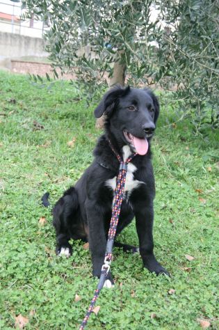 FILIPPO, bellissimo cucciolone - Foto 2