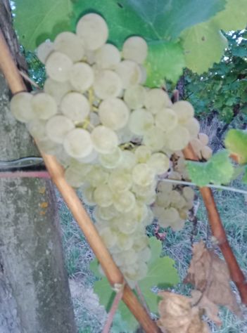 Uva bianca ( cortese) uva nera ( barbera e dolcetto) anche piccole quantità - Foto 2