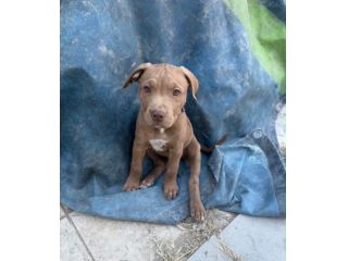 Cucciole american pitbull terrier cercano casa
