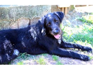 Jerry dolcissimo spinone in adozione