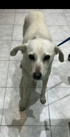Patty 2/3anni kg10 NATA IN 1TERRA OSTILE AGLI ANIMALI!!!URGENTE