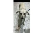 Patty 2/3anni kg10 NATA IN 1TERRA OSTILE AGLI ANIMALI!!!URGENTE