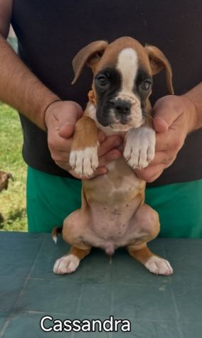 Cuccioli boxer da Riproduzione Selezionata - Foto 3