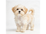 maltipoo toy