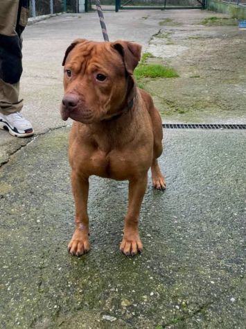 EMMER UNA NUOVA VITA, CANE IN ADOZIONE - Foto 5