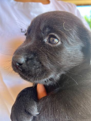 Cuccioli di Labrador Retriever con Pedigree