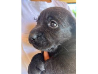 Cuccioli di Labrador Retriever con Pedigree