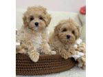 MALTIPOO &amp; MALTIPO CUCCIOLI ALBICOCCA - pag 12 mesi