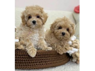 MALTIPOO & MALTIPO CUCCIOLI ALBICOCCA - pag 12 mesi