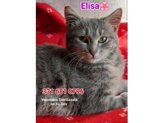 Elisa micia 1anno tigrata affettuosa ROMA SOS CASA
