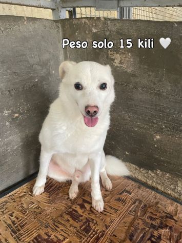 HALLEY PICCINO PICCINO cagnolino in adozione