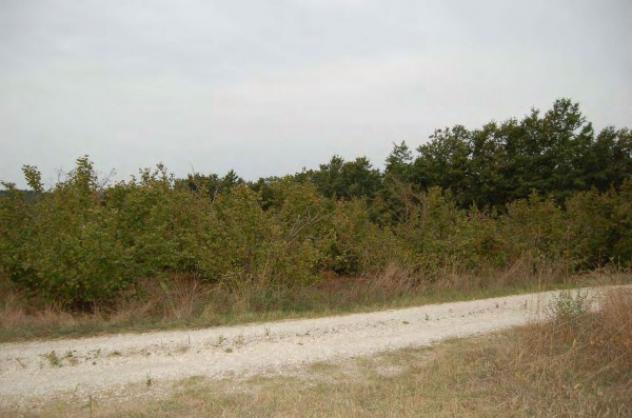 Immobile in asta di 5870 m² in vendita a Faleria - Foto 2