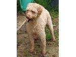 Lagotto