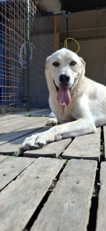 CREMINO - simil labrador di 1 anno e mezzo - Foto 3