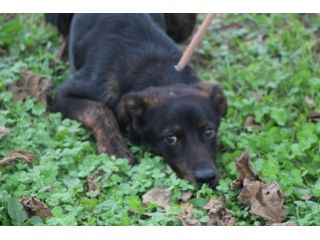 TARTUFO, cucciolotto che adora il contatto umano