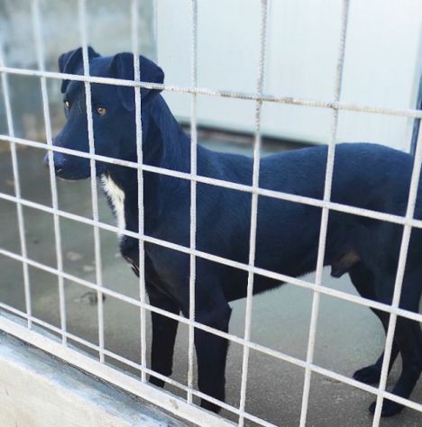 AARON coccolone e amorevole cane in adozione - Foto 7