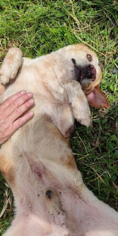 Oscar - Foto 3